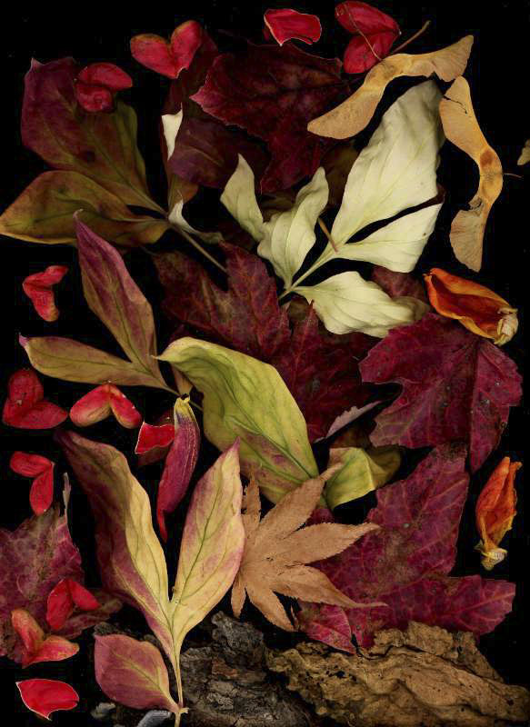 Autumn Leaves, scanner photography, available in different sizes.