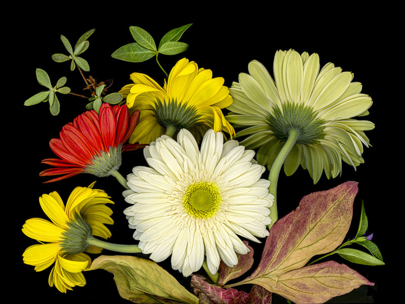A Burst of Gerbera Daisies Scanner Photography Various Sizes