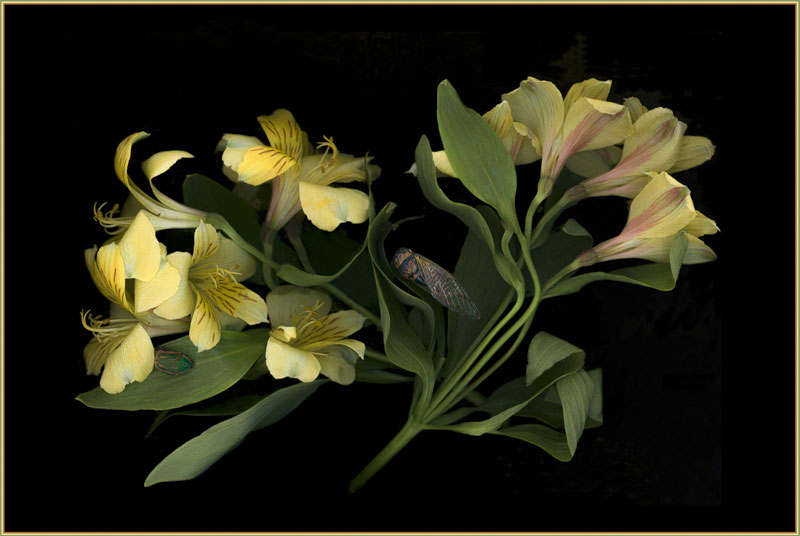 Exploring, scanner photography, available in different sizes