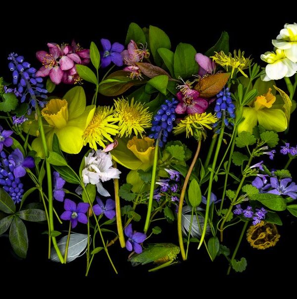 Spring Growth Scanner Photography Size is Variable