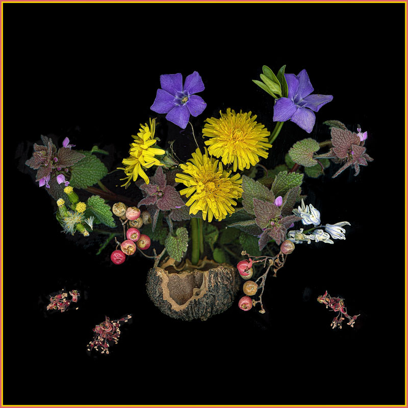 A Walnut Offering, scanner photography, available in different sizes