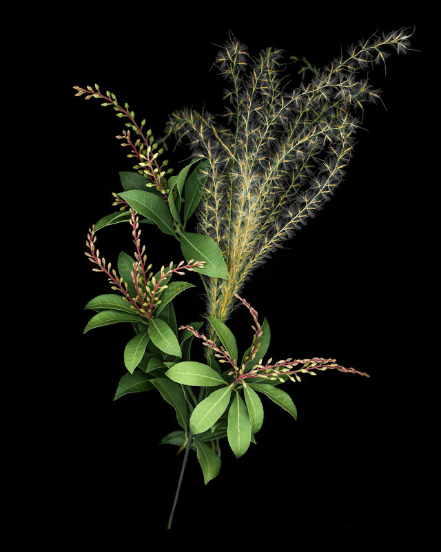 "A Grass Bouquet", scanner photography, 18" x 26" by Sandra Belitza-Vazquez