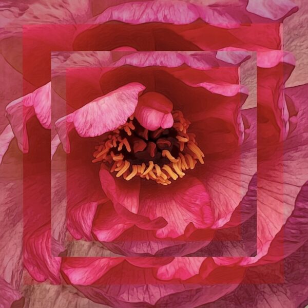 Anne Morrison Rabe, Carp River Peony, Photography, 20 x 20