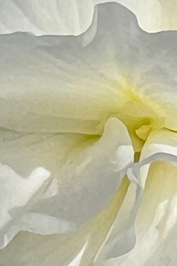Anne Morrison Rabe, Thank You Georgia, photography, 35 x 21