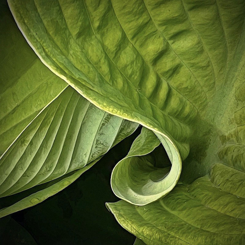 Hosta, Photography, 8" x 8" x 1" pigment ink infused aluminum by anne morrison rabe
