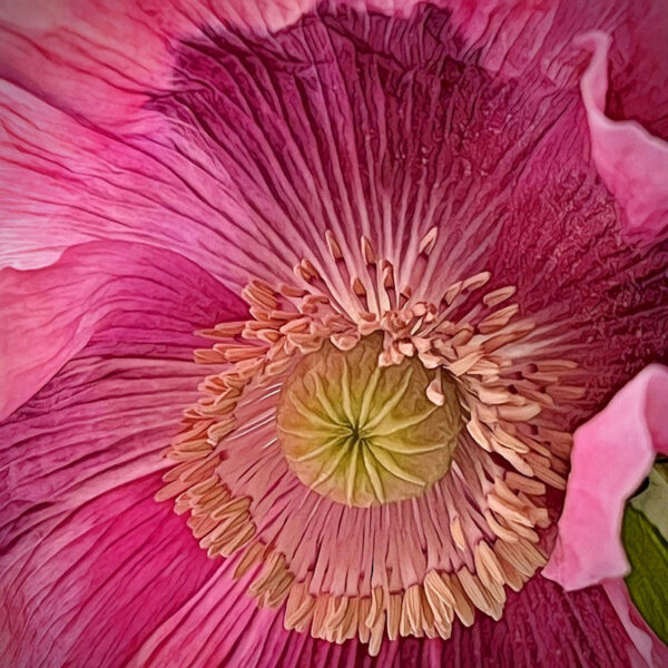 Pop Poppy, Photography, 6" x 6" x 1.5" (Giclee print face-mounted to 1" thick acrylic) by Anne Morrison Rabe