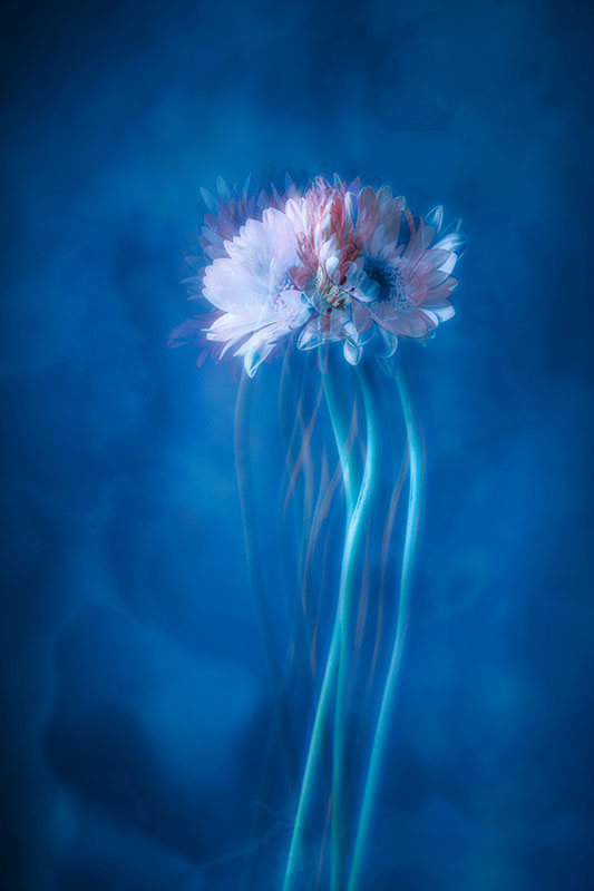 Bliss, photography, archival pigment print, 27” x 18”