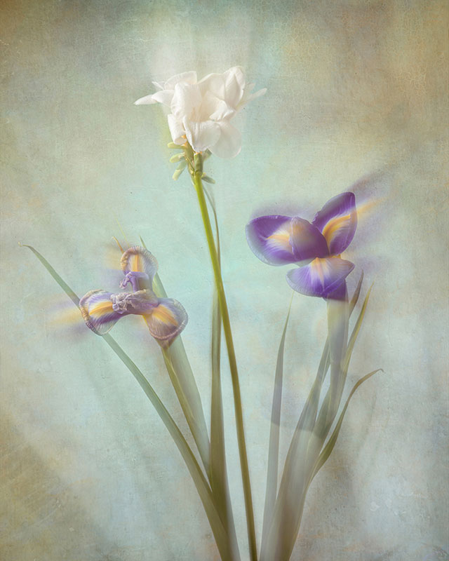 Kissed by Light, photography, archival pigment print, 21” x 17”