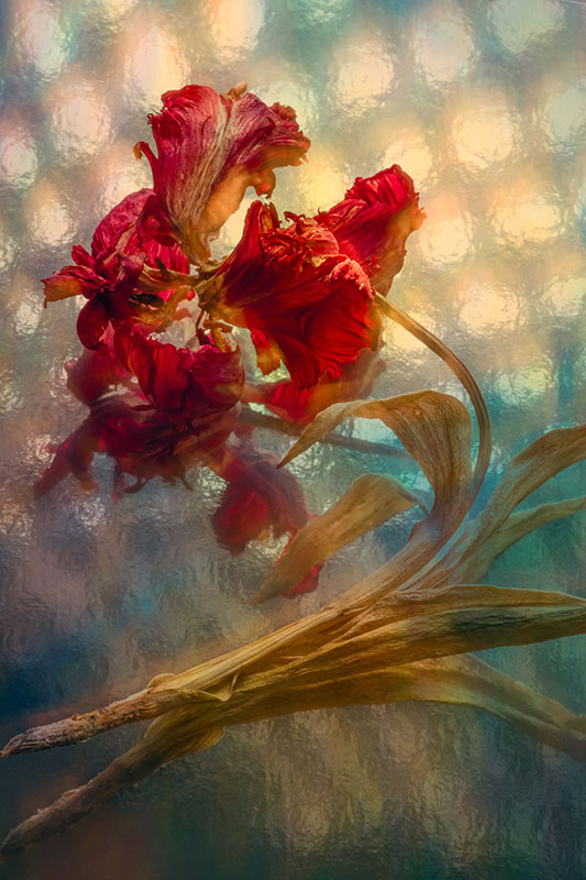 Tulip by Window, Digital Photograph, 17in x 27in