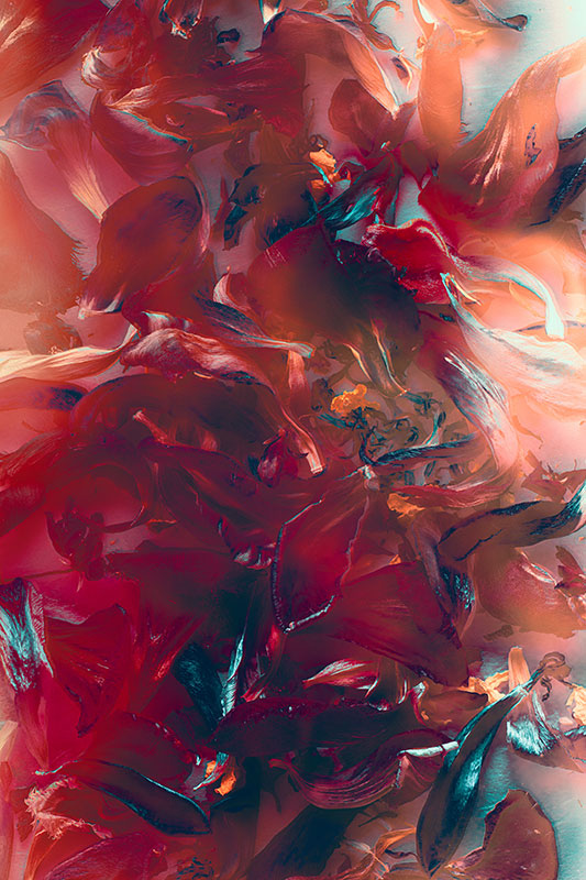 Floral Abstract II, Digital Photograph, 17in x27in