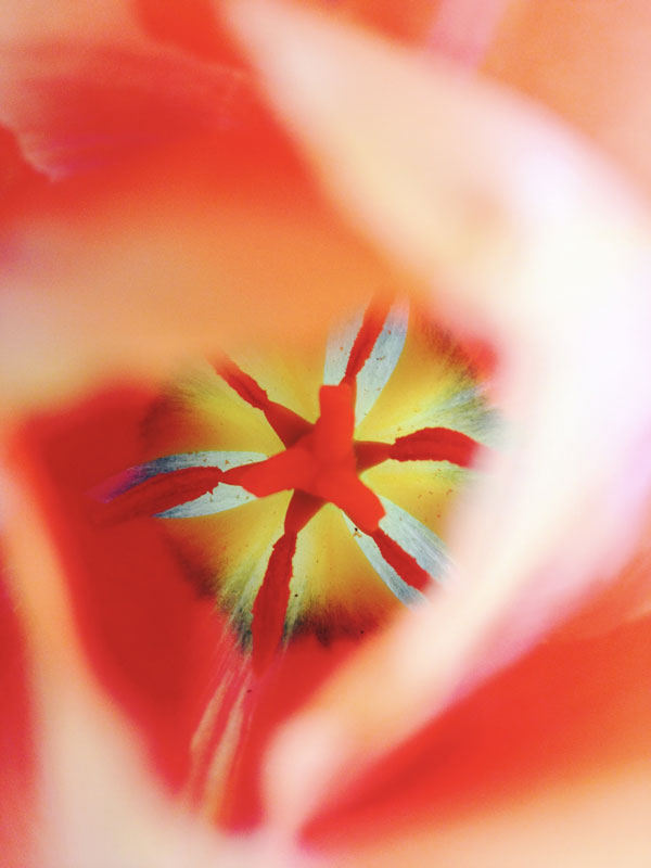 INNER BLOOM, Photo print on Aluminum Dibond ultraHD, 15,7“x21“ with an Aluminum rail for hanging. A luminous core unfolds within blurred petals, drawing the gaze inward. The photograph transforms a fleeting natural detail into an almost cosmic event. Color becomes sensation—intense, radiant, immersive—suggesting that within every surface lies a hidden center, quietly pulsing with life and perception.