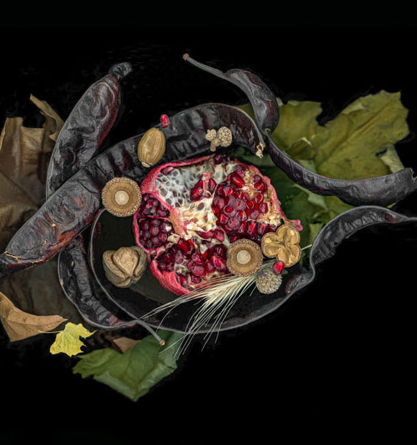 "Pomegranate and Acorns on Leaves and Seedpods", 9″ x 12″.