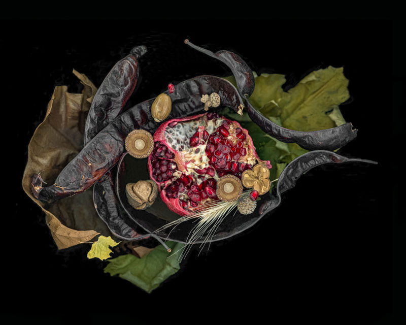  "Pomegranate and Acorns on Leaves and Seedpods", 9″ x 12″.