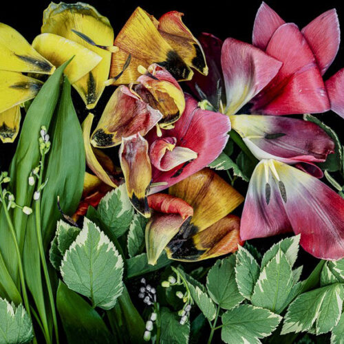 Tulips' Hurrah, scanner photography, by Sandra Belitza-Vazquez