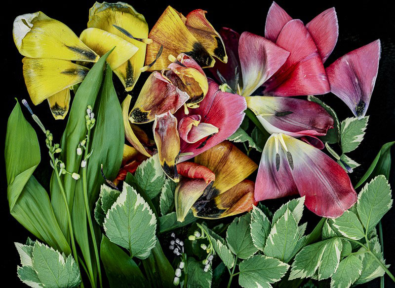 Tulips' Hurrah, scanner photography, by Sandra Belitza-Vazquez