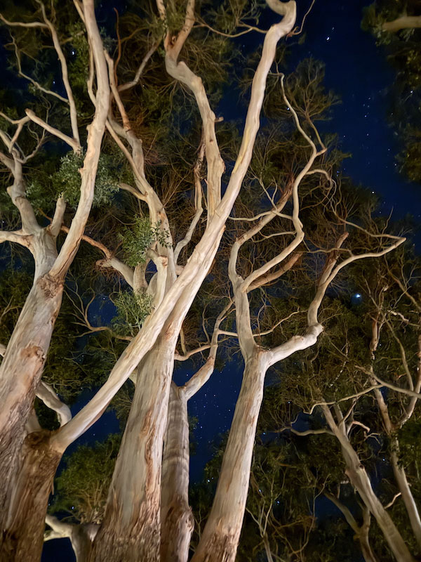 Mission Ranch Eucalyptus, photography, 9" x 12"