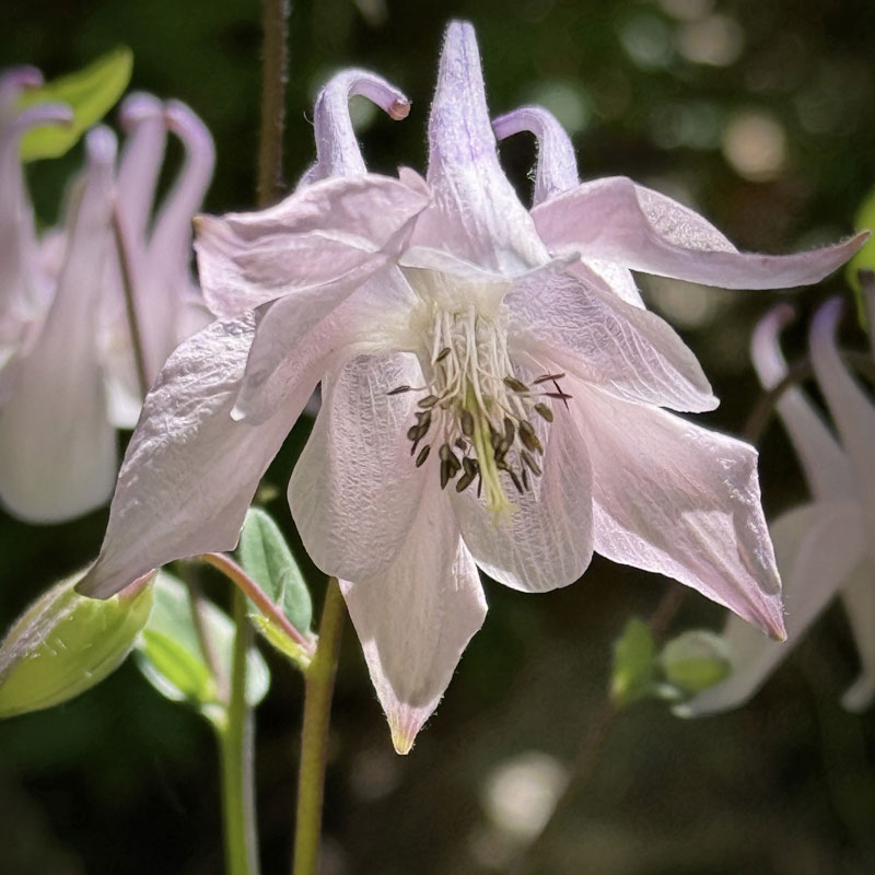 Anne Morrison Rabe, Columbine, Limited Edition Photography, Sized to order.