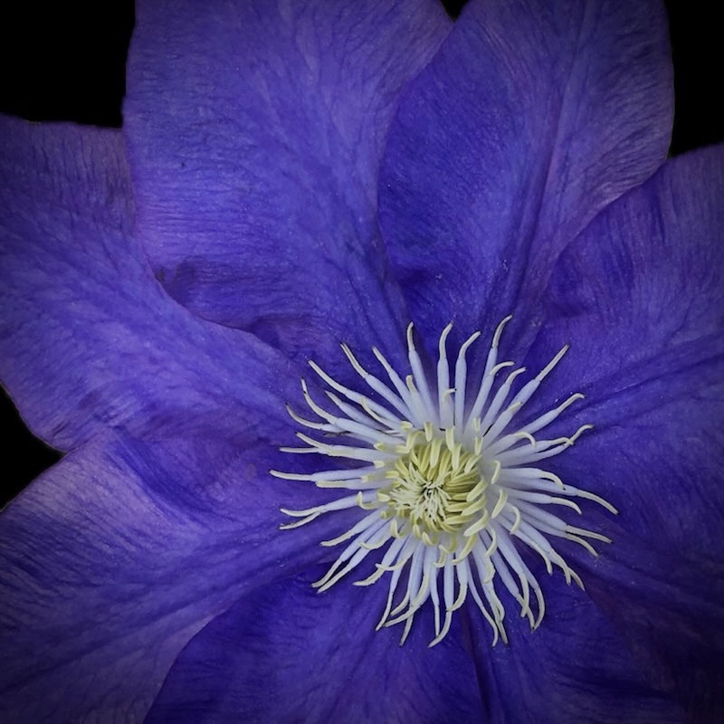 Anne Morrison Rabe, White Heart, photography, available in different sizes