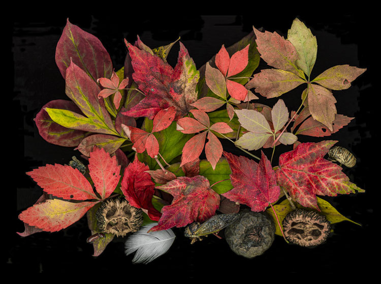 Sandra Belitza-Vazquez, Among Autumn Leaves, scanner photography, available in different sizes.