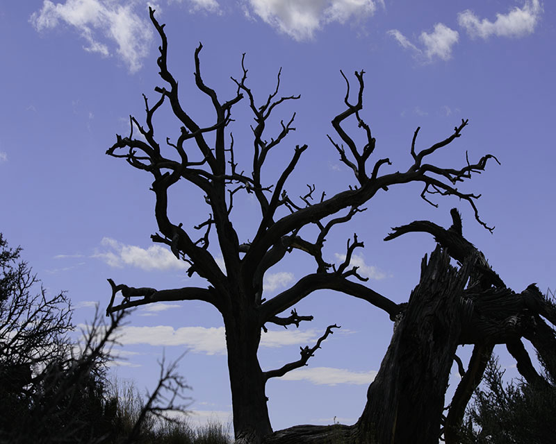 One Tree Standing, photography by Charles N. Murphey