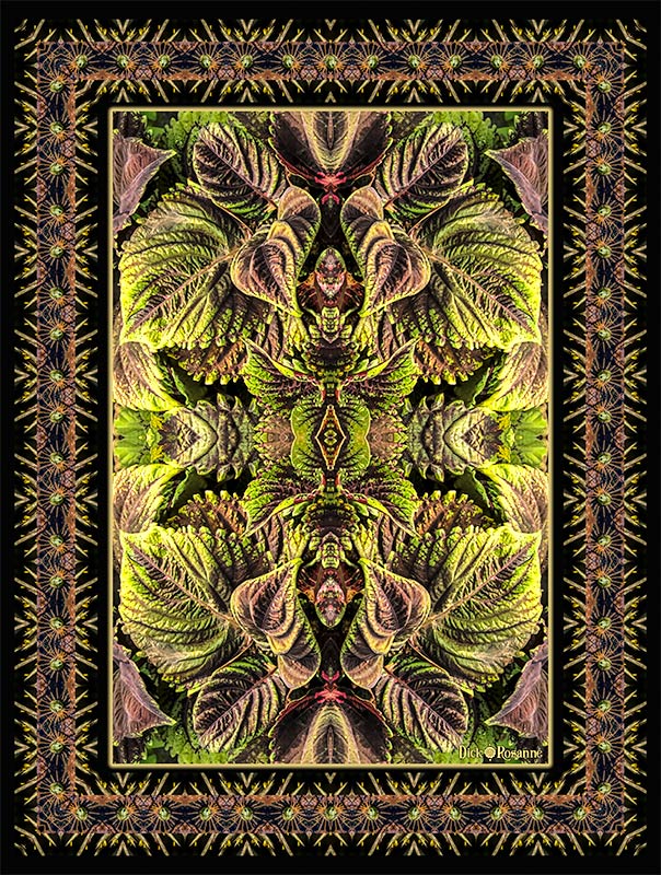 Colorful Coleus, digital photography, 43″ x 57″