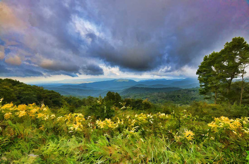 Fog and Flowers by Alison Thomas
